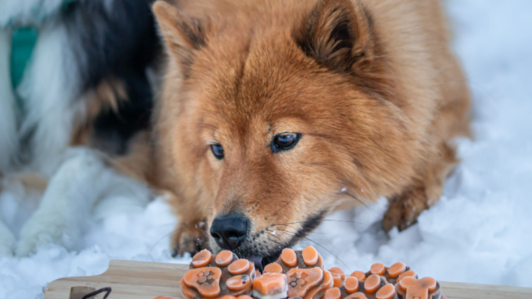 Julklapp till din hund från Svenska DjurApoteket. Glöm inte av din hund på jul, ge en ny mysig hundbädd, en säker och stilren sele eller halsband! Vi tipsar om vad du kan ge din hund i julklapp.