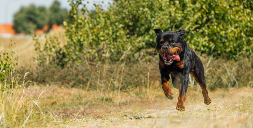 DogRunner är ett löpband till hunden. Med hög kvalité och ergonomiskt så kan du använda detta löpband till alla olika hundar. Du kan själv beställa hastighet och lutning vilket för den perfekt för alla slags hundar och förutsättningar. 